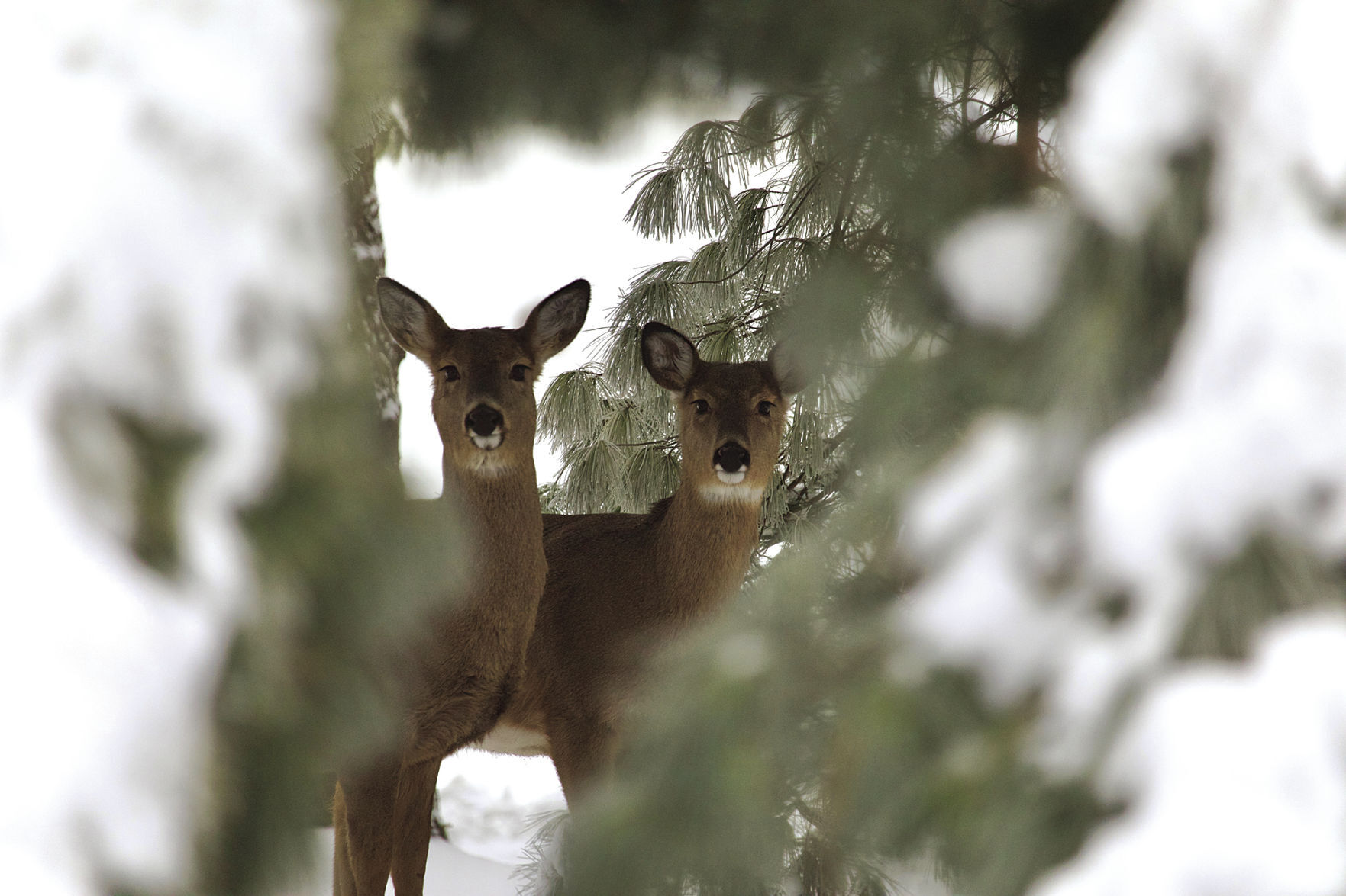 Peek-a-boo